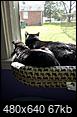 Black cat Appreciation Day-20130814_155703.jpg