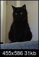 Black cat Appreciation Day-copy-copy-jill2.jpg