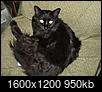 Black cat Appreciation Day-img_0182.jpg