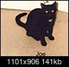Black cat Appreciation Day-joe.jpg