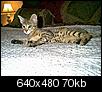 The world's most expensive domestic cat!-new-image.jpg
