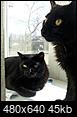 A few new pics of Kitty Katty and Charlie-20131205_125455.jpg