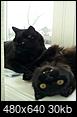 A few new pics of Kitty Katty and Charlie-20131205_125740.jpg