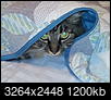 Cat pics!!!-lola-under-covers.jpg
