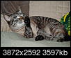 Cat pics!!!-dsc_0067.jpg