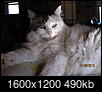 How Do You Embed Cat Videos And Pictures In Your Posts?-img_1327.jpg