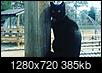 How To Get The Perfect Photo Of Camera Shy Cats!-img_20190625_121748_258.jpg