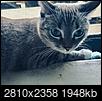Cat pics!!!-d4b9de99-1788-47ac-8a1c-da2be08d2db2.jpeg