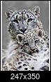 Magnificent cats.-snowlep1.jpg