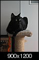 Best kitty litter for dust and odor control?-img_1114.jpg