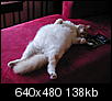 indoor cats-dscn1233.jpg
