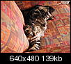 indoor cats-dscn1144.jpg