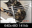 Cat in Dryer-dsc03727.jpg