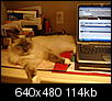 Does you cat have a spot on your desk?-kaci-desk.jpg
