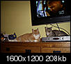 Does you cat have a spot on your desk?-july-2008-ffrenemies.jpg