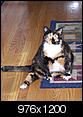 Most athletic thing your cat can do?-athletickitty.jpg