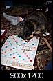 Most athletic thing your cat can do?-scrabblekitty.jpg