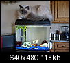 Cat pics!!!-kaci-1-09-002.jpg