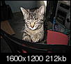 Cat breeders-img_0585.jpg