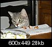 Cat at dinner.-l_d2c116a8e7914141ad3134f390c44c55.jpg