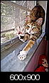 Cat pics!!!-dcp_1567.jpg