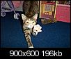 Cat pics!!!-dcp_1587.jpg
