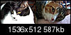 Cat pics!!!-twocatsside.jpg