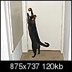 So my cat can unlock the kitty door-turbodoor.jpg