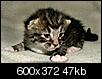Okay guys...need some help on our soon to be mom shop cat!-dscf3517.jpg