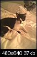 Tuxedo kitties-5763210760_orig.jpeg