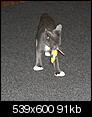 Newest update on Tiny (kitten)-37138_449973723138_834868138_5296614_4579352_n.jpg