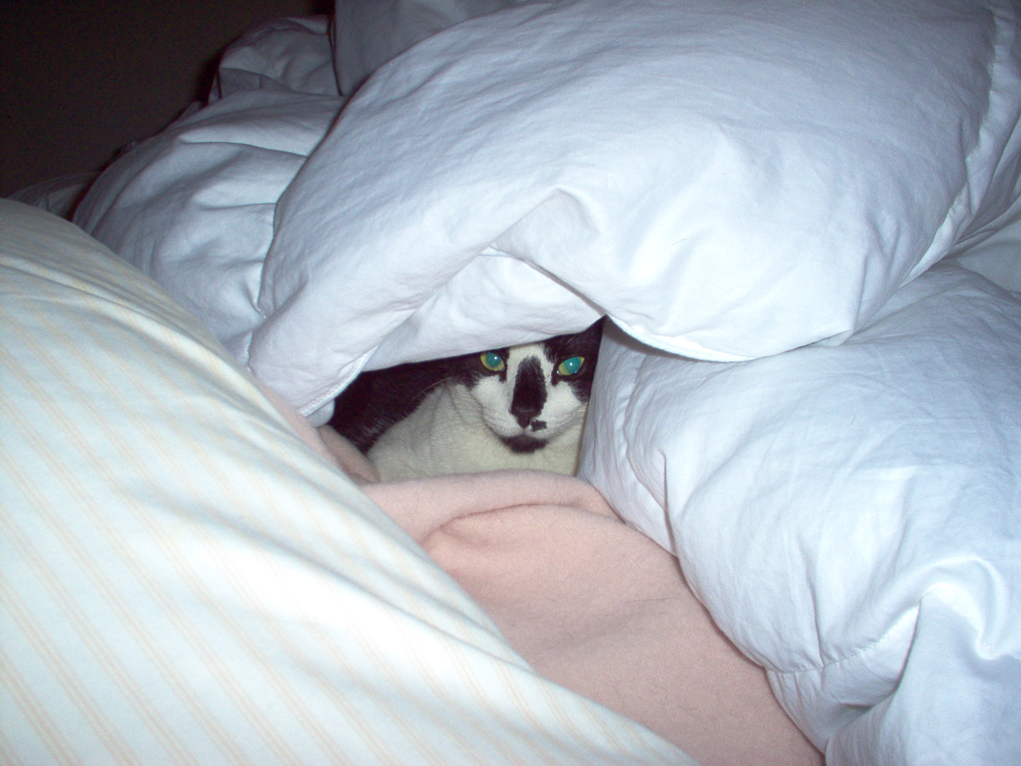 Sleeping Under The Covers? (thyroid, names, water, purrs) - Cats