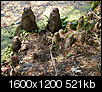 Pics of charleston-cypress-knees.jpg