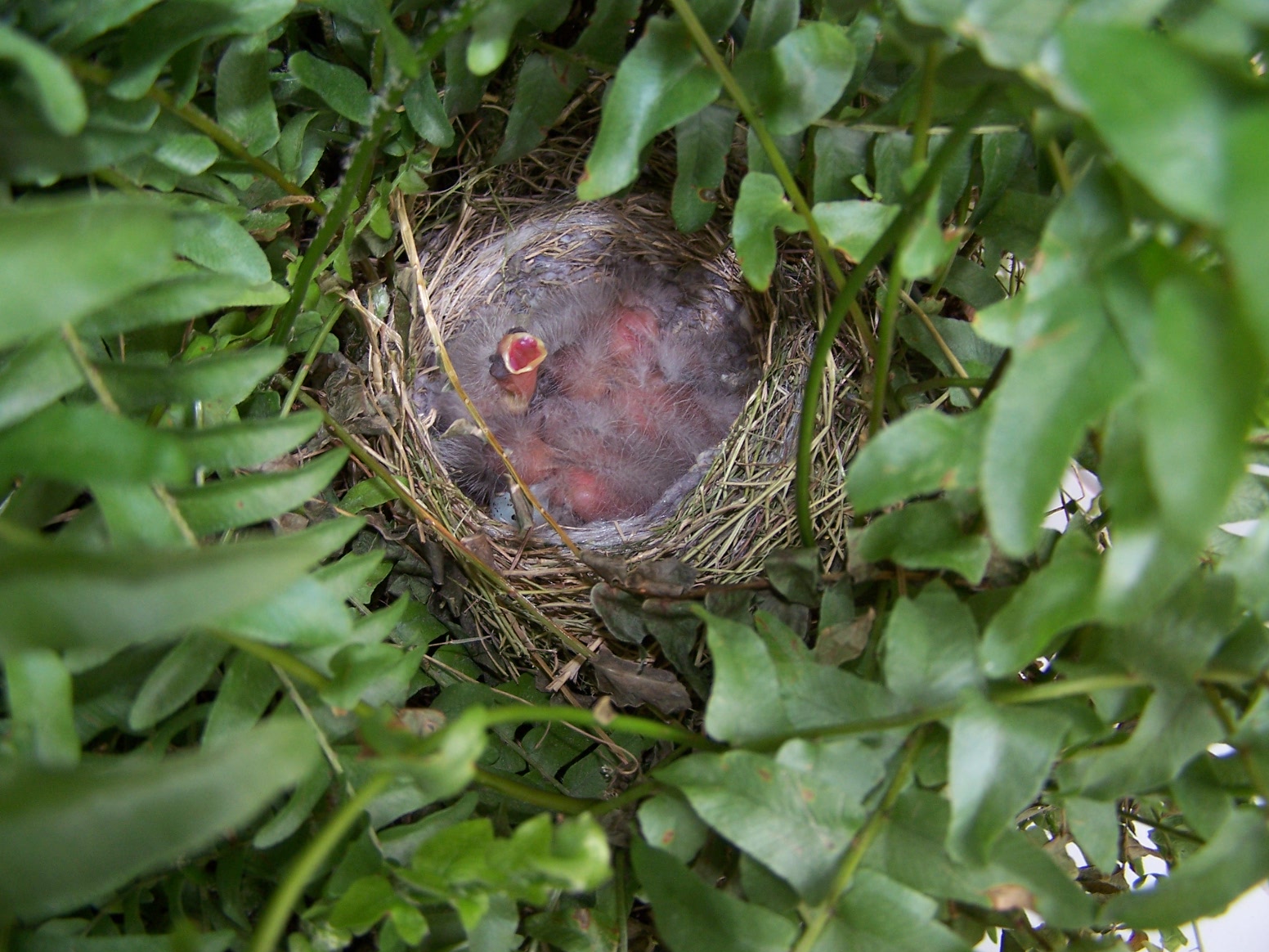 К чему снится куриное гнездо. Папоротник Птичье гнездо. Прическа гнездо кукушки. Птичье гнездо в Малине. Птичье гнездо Малайзия.