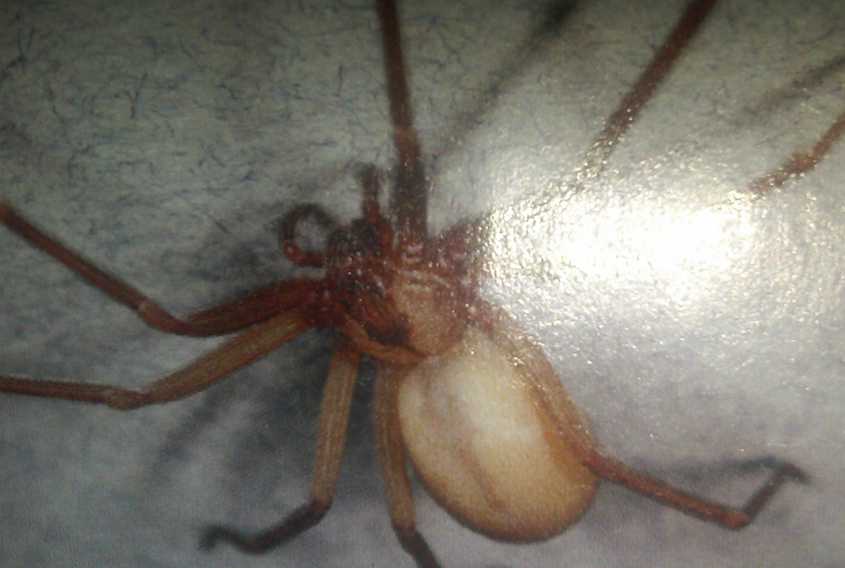 Brown Recluse Spider Charlotte Homes Vacation Best North
