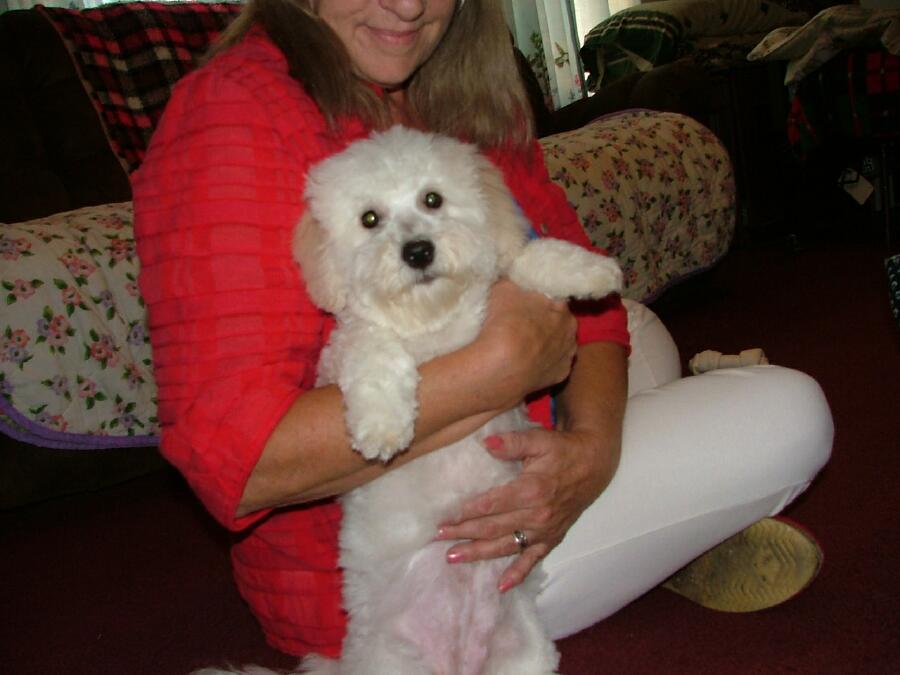 Bichon Frise in eastern NC Classified Ads Buy and sell