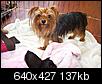 Yorkie puppies for sale-pups2-20005-1-.jpg