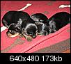Yorkie puppies for sale-pups-26house-20028-1-.jpg