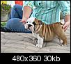 three lovely bulldog for adoption (moved from L.A. Forum)-baby2.jpg