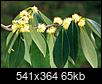 Yellow Pollen Source in March 2016-commonsweetleaf1.jpg