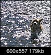 Summer Quarters in the Lost Corners-water-puppy.jpg