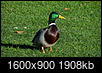 Airlines Permit Woman To Fly With Support Duck-dsc04526.jpg