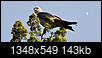 What kind of Hawk or Eagle is this-hawk3.jpg