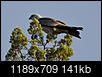 What kind of Hawk or Eagle is this-hawk2.jpg