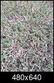What kind of Lawn grass is this?-fullsizerender-64-.jpg