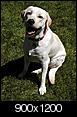 Pet Picture gallery-boomer-08_24_03-007.jpg