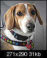 Just Adopted A 3 year old Beagle-1-001a.jpg