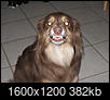 Do you think dogs can smile?-img_7553.jpg