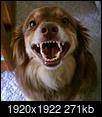 Do you think dogs can smile?-imag0655-1.jpg