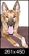 Pet Picture gallery-september2007-018_cropped.jpg